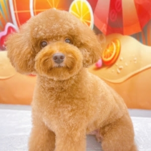 tam-tia-tao-kieu-khien-boss-xinh-nhu-idol